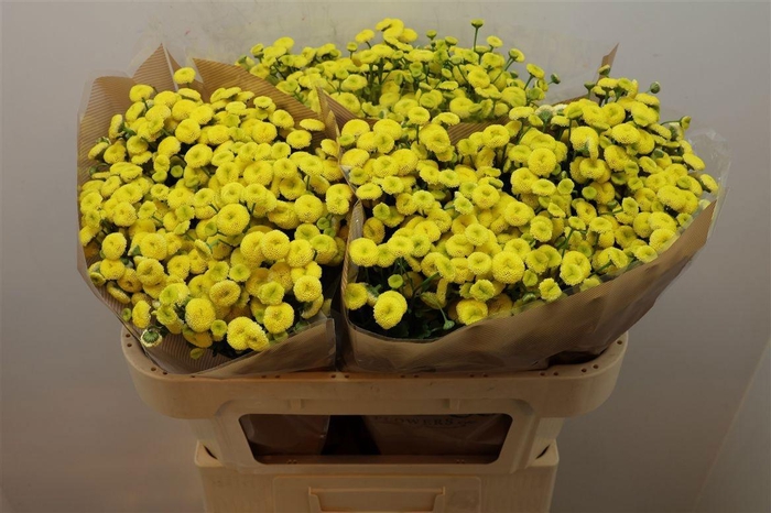 <h4>TANA PA AMAZONE</h4>