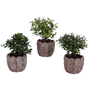 Bonsai Indoor Mix Ø 9cm Ball Shape in Ø12cm Ceramic PL670