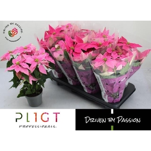 EUPHOR P PRI GEM