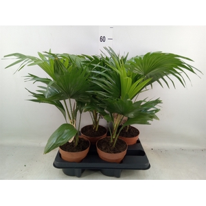 Livistona rotundifolia