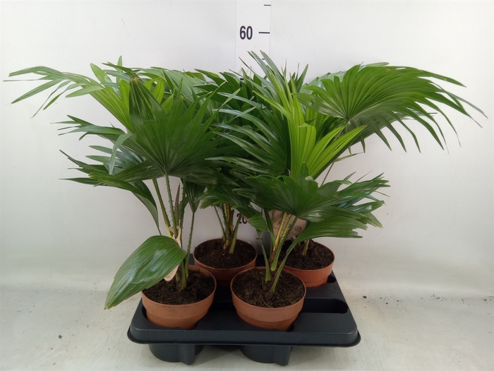 <h4>Livistona rotundifolia</h4>