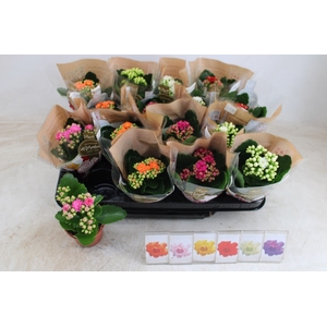 Kalanchoe Calandiva mix 6 colors 7Ø 12cm