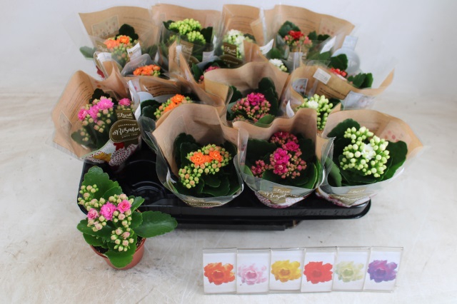 Kalanchoe Calandiva mix 6 colors 7Ø 12cm