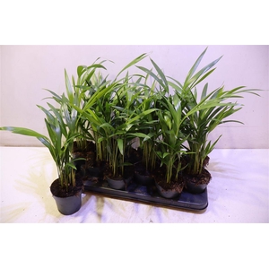 Dypsis Lutescens