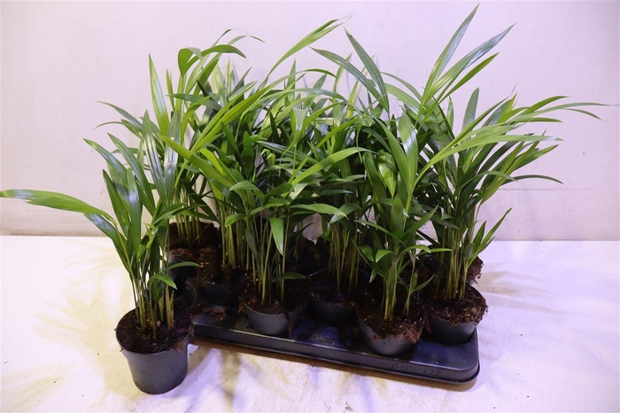<h4>Dypsis Lutescens</h4>