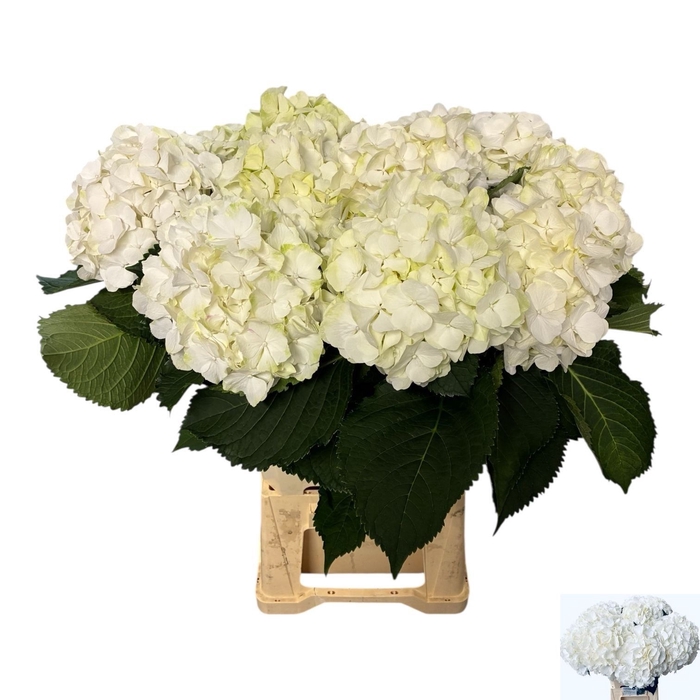 <h4>HYDR M CH WHI VERENA</h4>