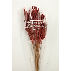 Dried Umbr. Sedge Big Leaf Red Bunch