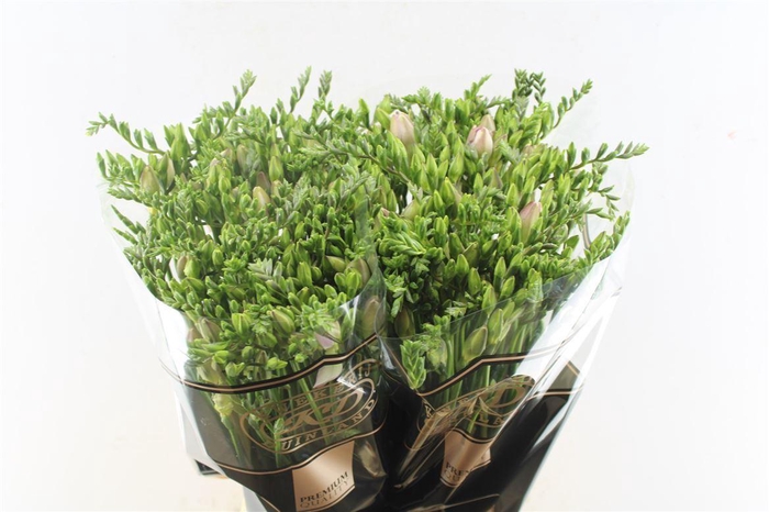 <h4>Fr Du Honeymoon Pink X80 Extraa</h4>