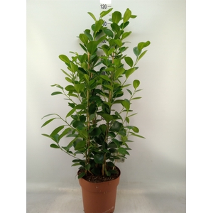 Ficus microcarpa 'Moclame'