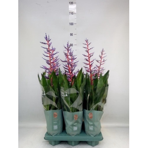 Aechmea  'Blue Rain'