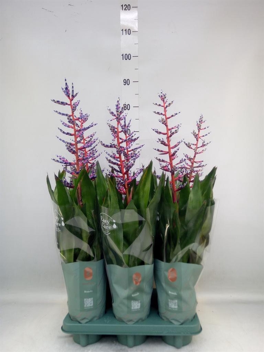 <h4>Aechmea  'Blue Rain'</h4>