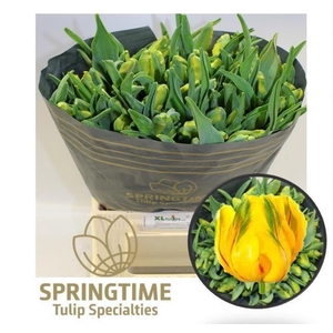 TU PA LA COUR PARROT