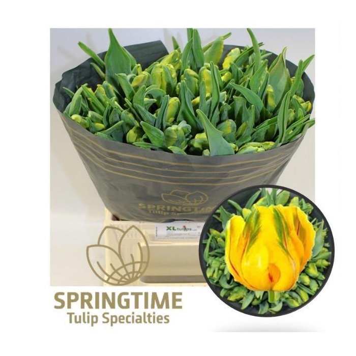 <h4>TU PA LA COUR PARROT</h4>