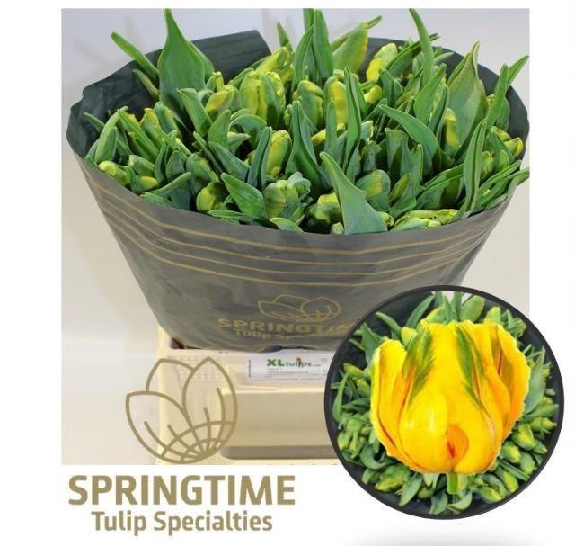 <h4>TU PA LA COUR PARROT</h4>