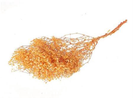 <h4>Pres Gyps Orange Bunch</h4>