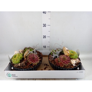 Arr. Sempervivum L%