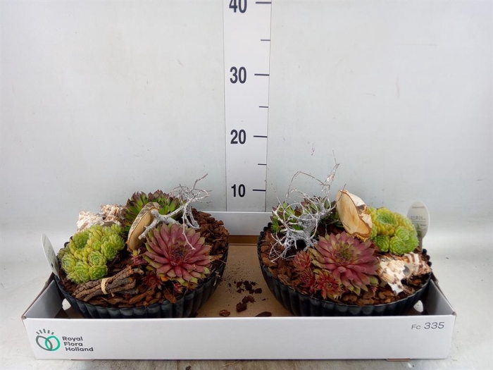 <h4>Arr. Sempervivum L%</h4>
