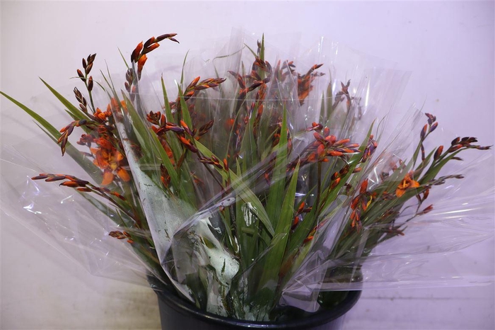 <h4>Crocos Emily Mckenzi X5</h4>