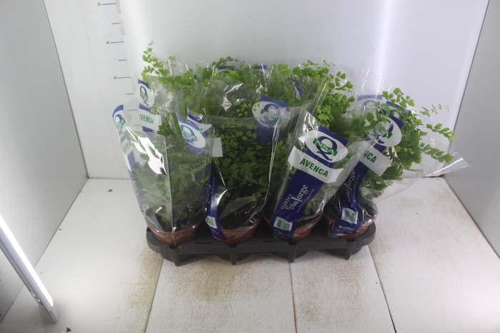 <h4>AVENCA VARIADA P15</h4>