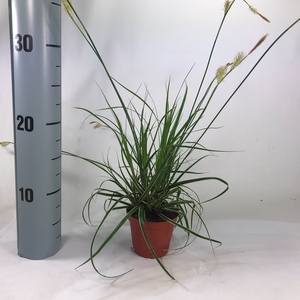 Carex 'Fisher's Form' p8