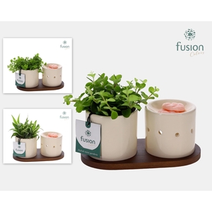 Fusion Scents keramiek Gift set plankje met Groenen planten