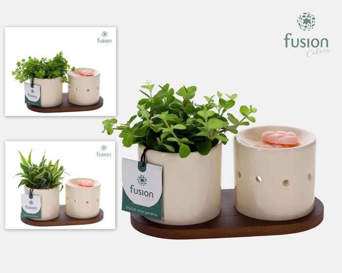 <h4>Fusion Scents keramiek Gift set plankje met Groenen planten</h4>