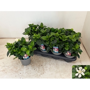 GARDENIA JASMINOIDES