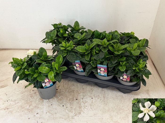 <h4>GARDENIA JASMINOIDES</h4>