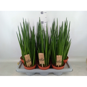 Sansevieria bacularis