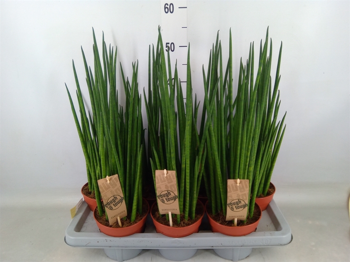 <h4>Sansevieria bacularis</h4>