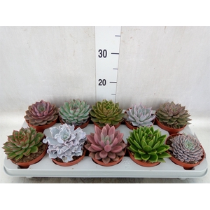 Echeveria   ...mix