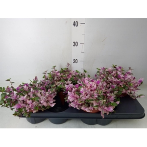 Tradescantia flum. 'Quadricolor'