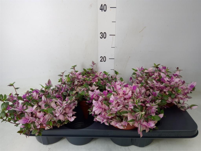 <h4>Tradescantia flum. 'Quadricolor'</h4>