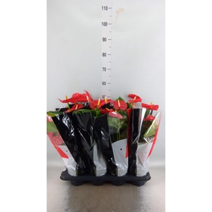 Anthurium andr. 'Madural'