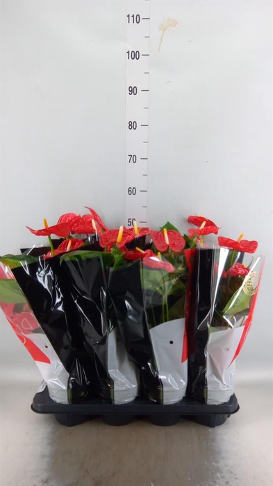 <h4>Anthurium andr. 'Madural'</h4>