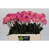 Dahlia Esli