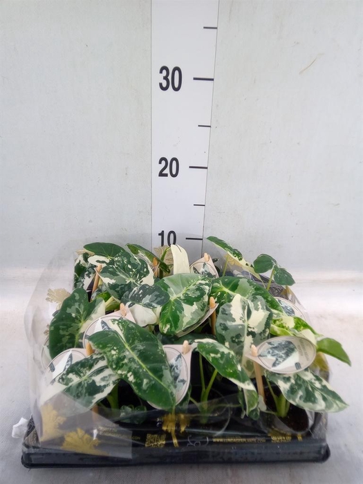 <h4>Alocasia   ...</h4>