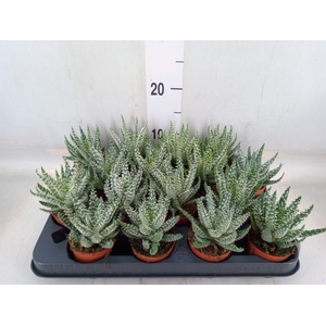 Aloe humilis
