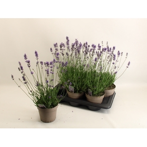 LAVAN AN DWARF BLUE