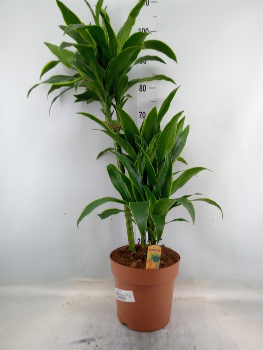 <h4>Dracaena frag.   ...</h4>