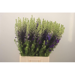 Delph Rids Dark Blue