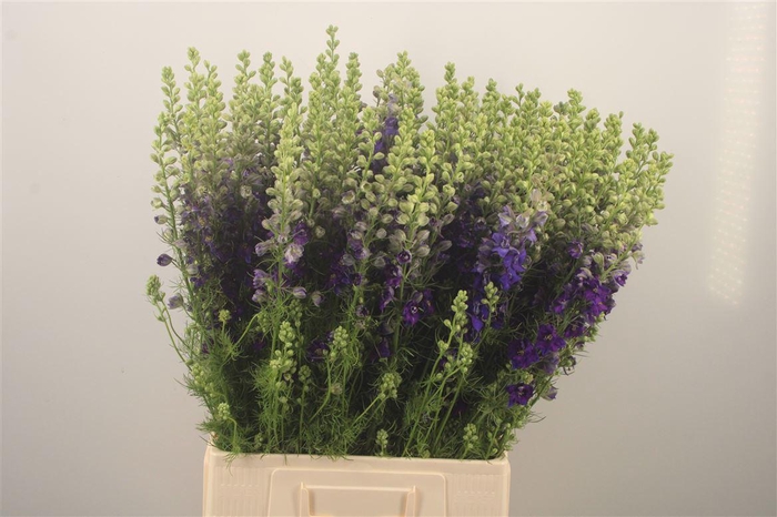 <h4>Delph Rids Dark Blue</h4>