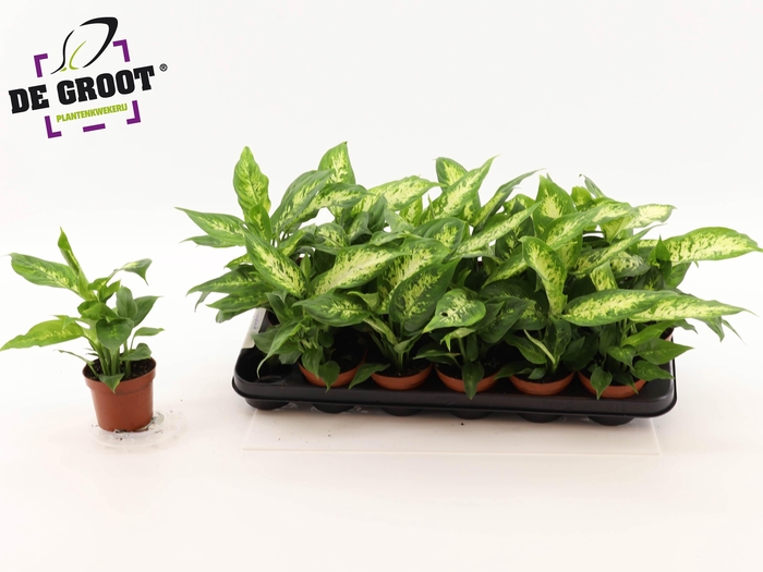 <h4>DIEFF COMPACTA</h4>