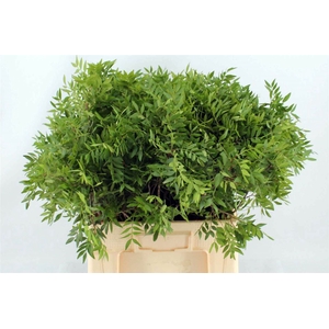 Pistache Spa 60 Cm Per Bos