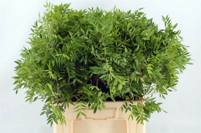 <h4>Pistache Spa 60 Cm Per Bos</h4>