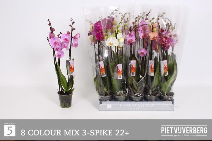 <h4>PHAL GEM 8 KL</h4>