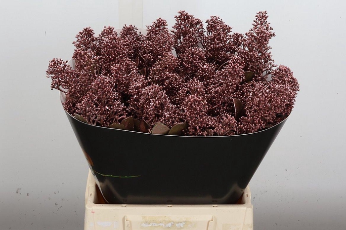 <h4>Skimmia Wx Koper</h4>