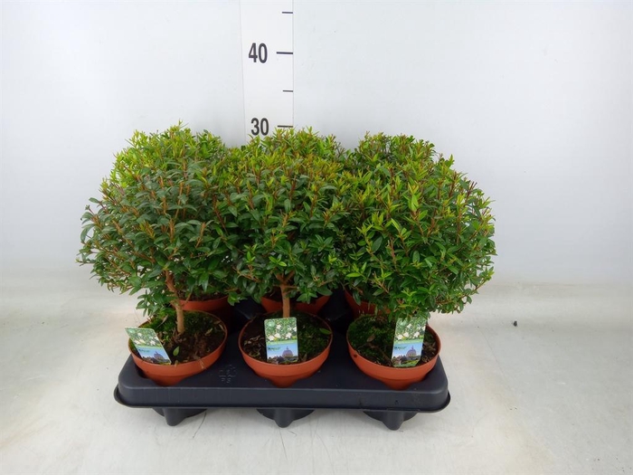 <h4>Myrtus communis</h4>