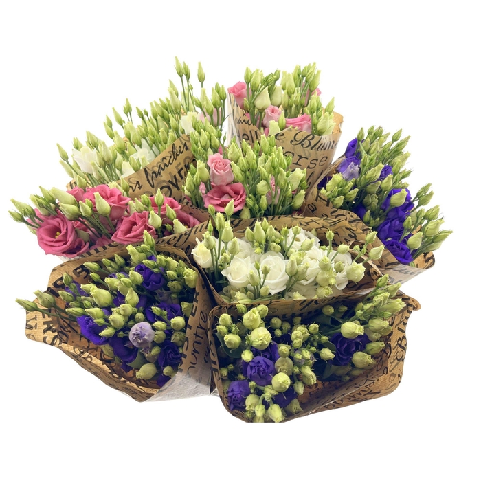 <h4>BQ Mono Eustoma 5 stems mix</h4>