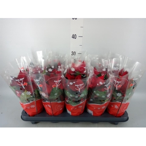 Euphorbia pulc. 'Christ Universe'